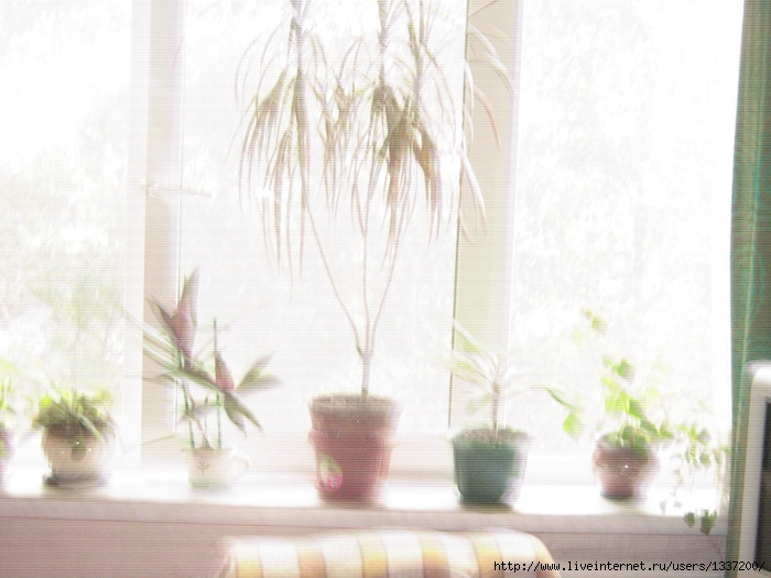 IMG_4841 (700x525, 182Kb)