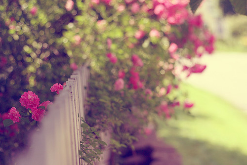 3749748_tumblr_lpvbjyBqko1qk1cdoo1_500 (500x334, 69Kb)