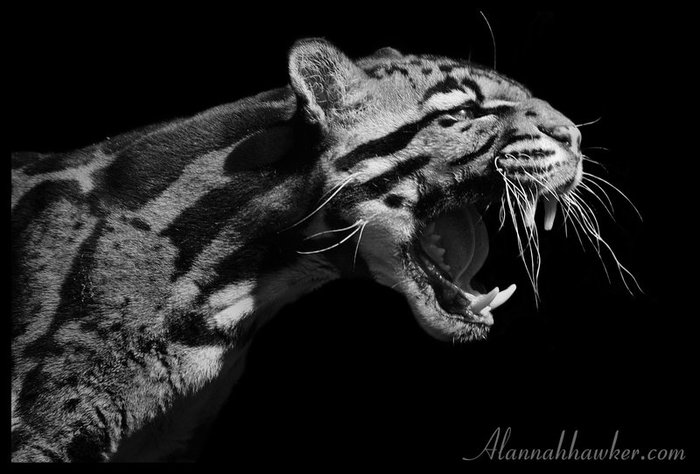 http://img1.liveinternet.ru/images/attach/c/3/77/601/77601537_large_Clouded_Leopard_03_by_alannahILY.jpg