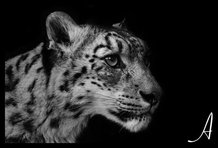 http://img1.liveinternet.ru/images/attach/c/3/77/601/77601541_large_Snow_Leopard_02_by_alannahILY.jpg