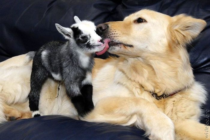 animals_friendship_45 (700x467, 54Kb)