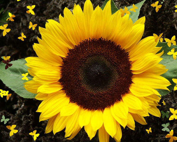 3241851_46831597_normal_Sunflower (600x480, 331Kb)