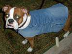  Make-a-lined-dog-jacket-from-recycled-denim-and-a- (500x379, 26Kb)