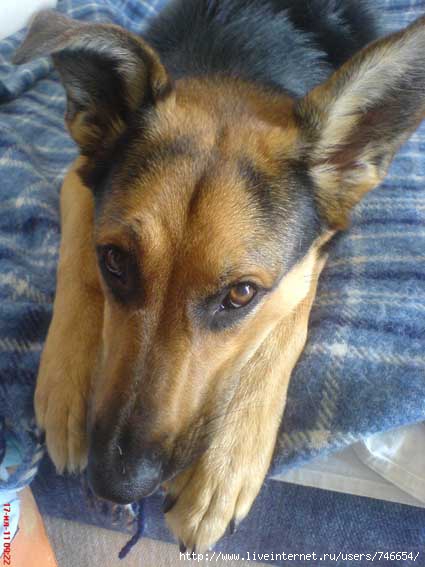 DSC00849 (425x567, 109Kb)