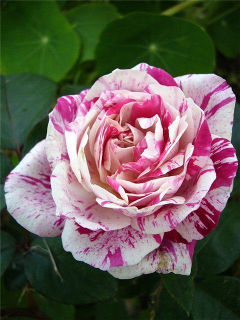 роза пестрая (480x640, 61Kb)