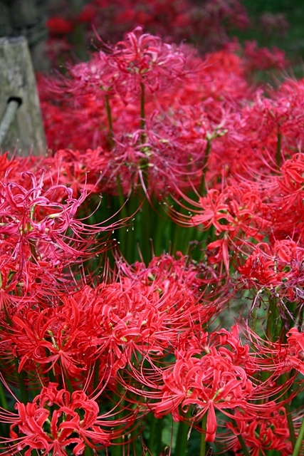 Японские Цветы Фото