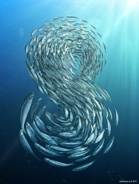 fishes_8 (528x700, 264Kb)