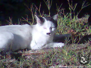 kitler2507 (320x240, 30Kb)