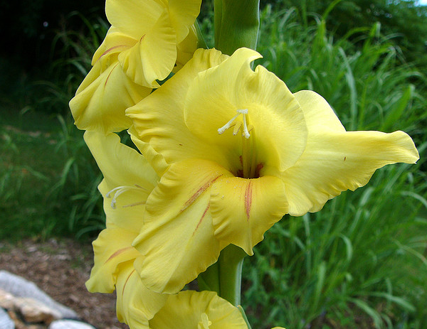 Gladiolus  Flickr - Photo Sharing! (600x463, 714Kb)