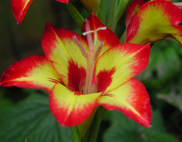 gladioli  Flickr - Photo Sharing! (600x469, 678Kb)