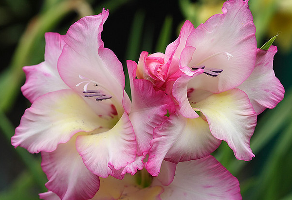 Gladiolus #2  Flickr - Photo Sharing! (600x412, 569Kb)
