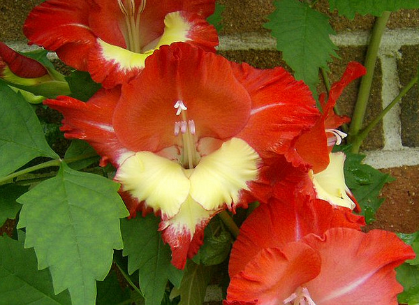 Gladiolus  Flickr - Photo Sharing! (600x437, 712Kb)