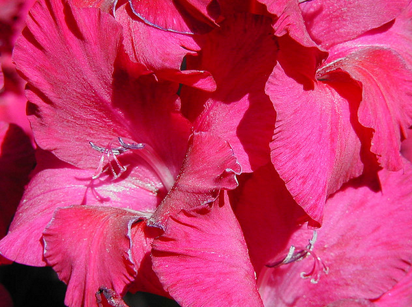 Gladiolus Detail  Flickr - Photo Sharing! (600x448, 728Kb)