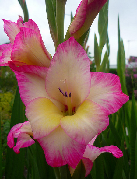 Gladioli  Flickr - Photo Sharing! (450x588, 652Kb)