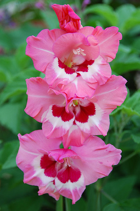 Gladiolus ~ Wine and Roses 02  Flickr - Photo Sharing! (450x678, 777Kb)