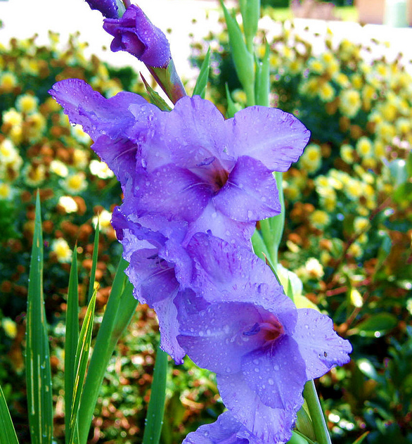 77922818_Gladiolus_Flowers__Flickr__Photo_Sharing (586x631, 1003Kb)
