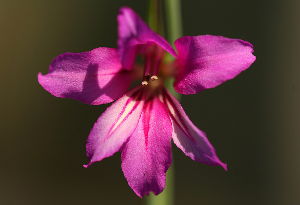 Gladiolus byzantinus  Flickr - Photo Sharing! (601x411, 344Kb)