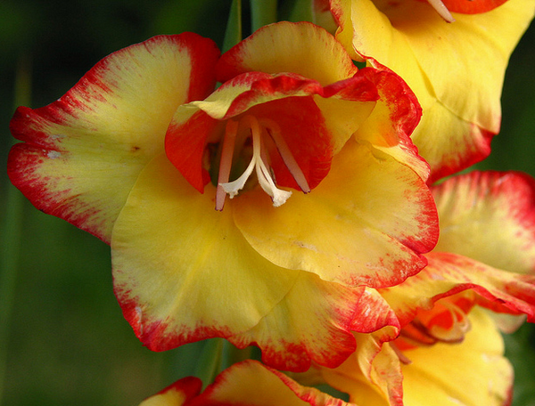 Gladiolus Flowers  Flickr - Photo Sharing! (600x456, 721Kb)