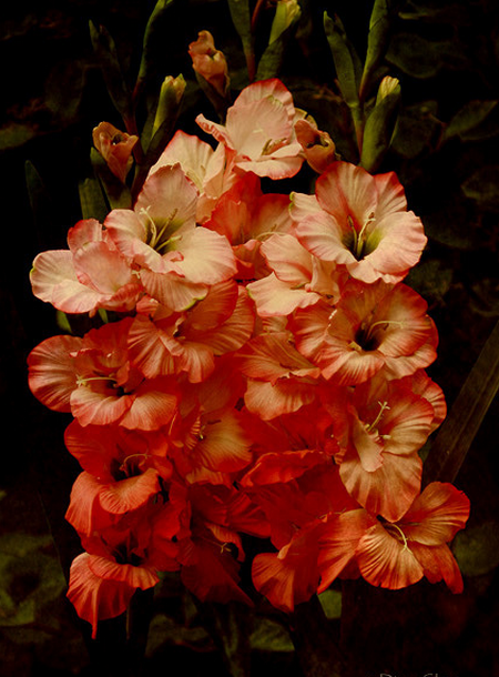 Gladiolus - Language of Flowers - August Flower of the month  Flickr - Photo Sharing! (450x610, 530Kb)