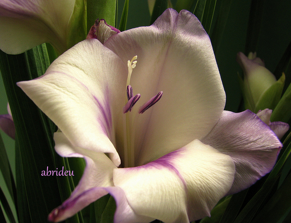 Gladiolus ~Flower of August  Flickr - Photo Sharing! (600x459, 707Kb)