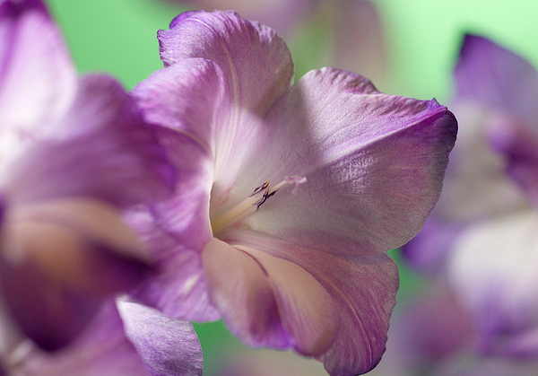 Gladiolus Detail  Flickr - Photo Sharing! (600x419, 473Kb)