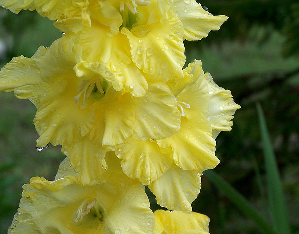 Gladiolus  Flickr - Photo Sharing! (599x470, 721Kb)