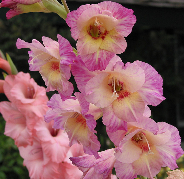Tricolor Gladiolus Flowers  Flickr - Photo Sharing! (600x583, 874Kb)