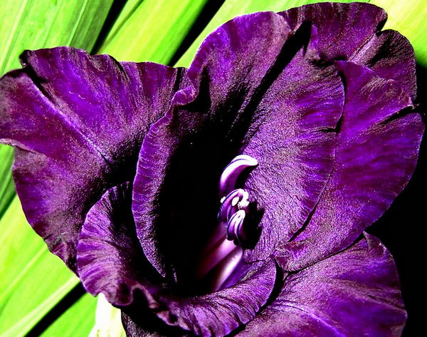 Violette Gladiole am Sonntag, gladiolus violet from sunday  Flickr - Photo Sharing! (600x473, 702Kb)