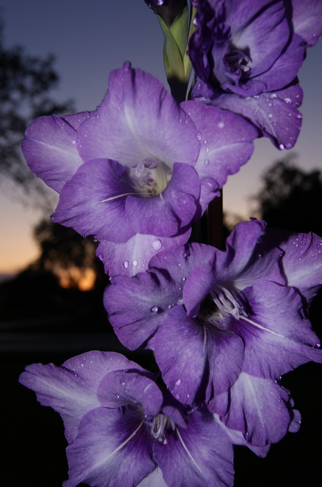 All sizes  Gladiolus  Flickr - Photo Sharing! (463x700, 481Kb)