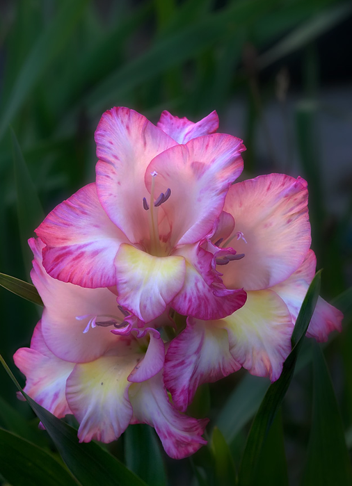 All sizes  Shots from the archives #51 - gladiolus bloom  Flickr - Photo Sharing! (506x700, 404Kb)