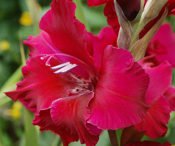 Gladiolus  Flickr - Photo Sharing! (600x500, 794Kb)
