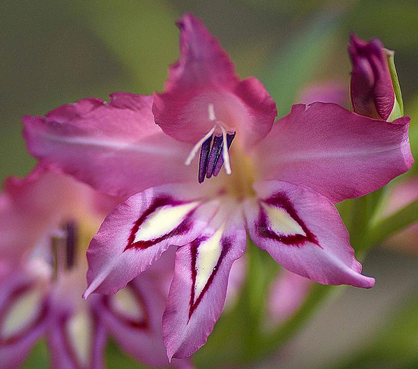 Gladiolus 3  Flickr - Photo Sharing! (600x531, 781Kb)