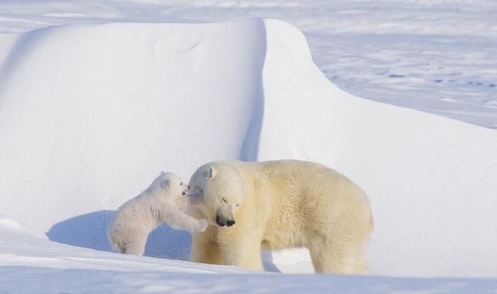 3424885_polarbears01 (700x414, 19Kb)