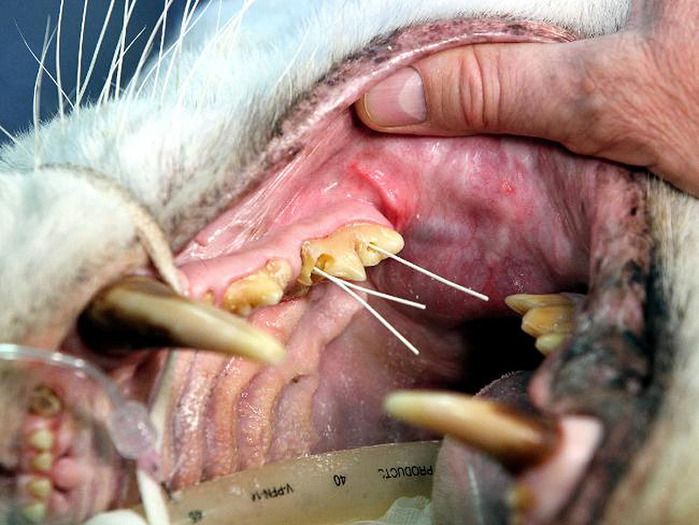 053157-tiger-root-canal (700x525, 123Kb)