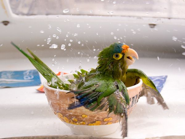 bathing-parrot_17802_600x450 (600x450, 38Kb)