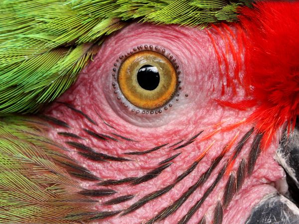 close-up-parrot-eye_18366_600x450 (600x450, 78Kb)
