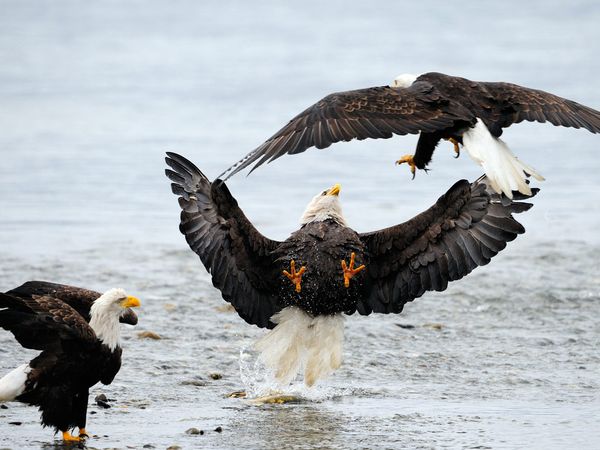 eagles-fighting_18367_600x450 (600x450, 48Kb)