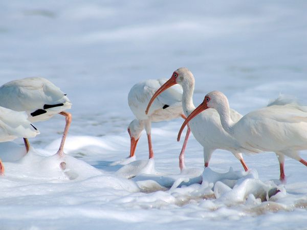 ibis-in-foamy-water_18371_600x450 (600x450, 28Kb)