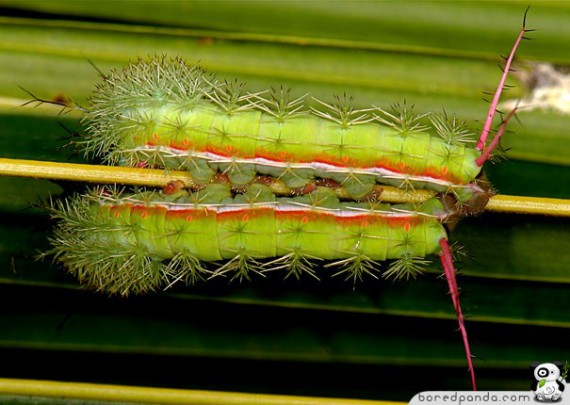 1328202710_caterpillar_20 (570x405, 61Kb)