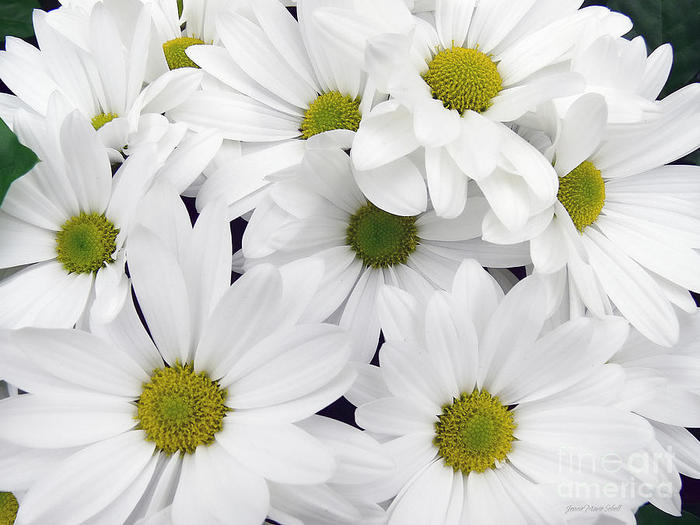 white-daisy-flowers-jennie-marie-schell (700x525, 52Kb)