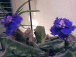  Photo-0003 (640x480, 62Kb)