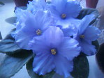  Photo-0005 (640x480, 63Kb)