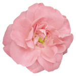  Noshay_Yes_El64 (700x700, 387Kb)