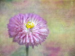  5658674464_0cf544ddd7_b (700x525, 209Kb)