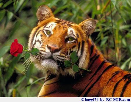 тигр с розой. (450x349, 34Kb)