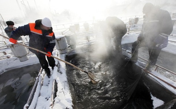 Рыбное хозяйство недалеко от Назаровской электростанции (200 км от Красноярска), 10 февраля 2012 года
