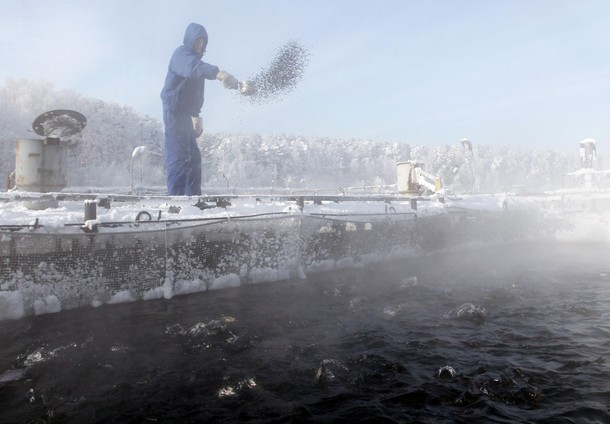 Рыбное хозяйство недалеко от Назаровской электростанции (200 км от Красноярска), 10 февраля 2012 года