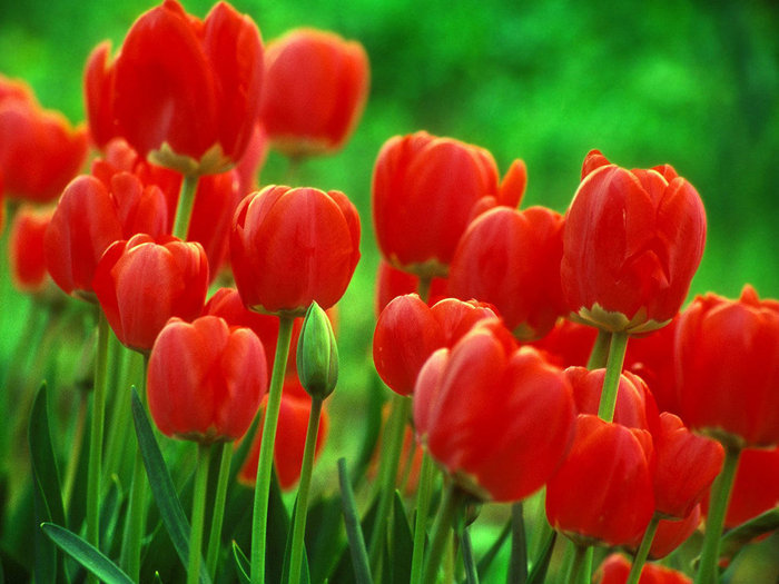 53437_56115238_1267945892_redtulips1024 (700x525, 85Kb)
