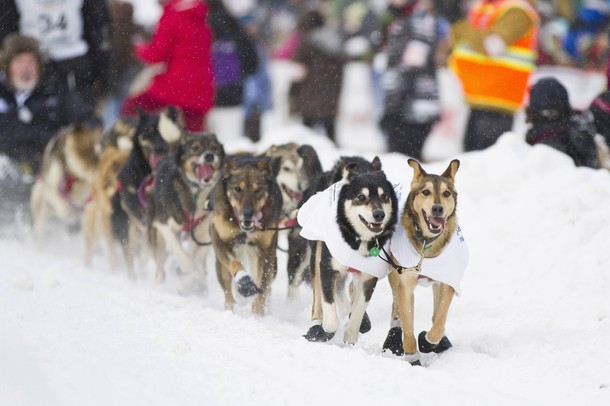 Гонки на собачьих упряжках (40th Iditarod Trail Sled Dog Race) в центре города Анкоридж, Аляска, 3 марта 2012 года.