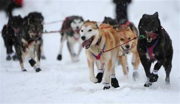 Гонки на собачьих упряжках (40th Iditarod Trail Sled Dog Race) в центре города Анкоридж, Аляска, 3 марта 2012 года.